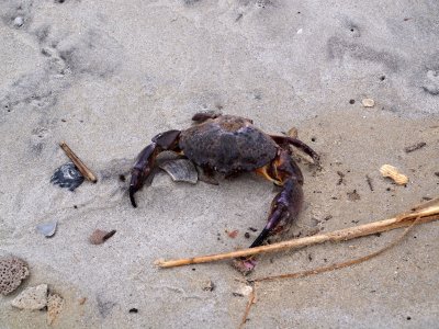 Dead Crab