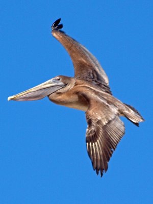 Pelican 3