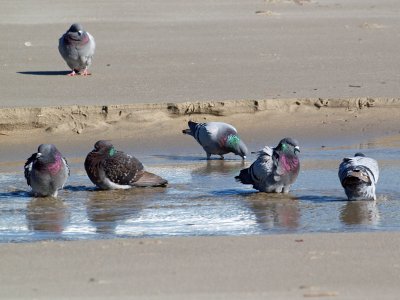 Pigeons in the Swash