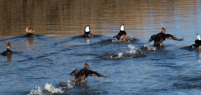 Larger group