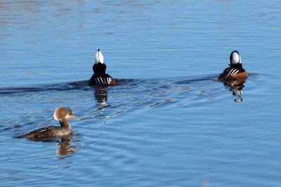 Hooded Mergansers