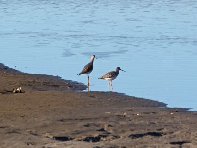 Sandpipers