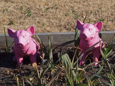 Pink pigs