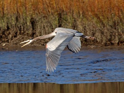 Great Blue Heron