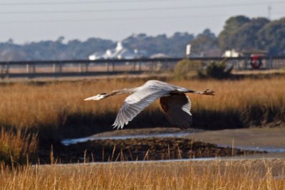 Gliding over the marsh