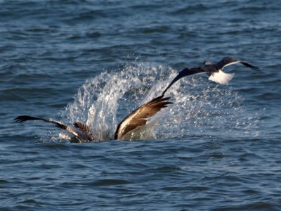 Diving for fish