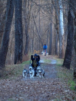 Mushing on the trail