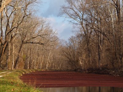 From the trees in the water