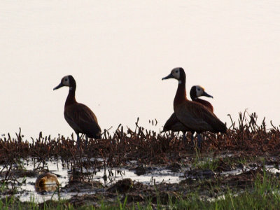 Unidentified waterfowl