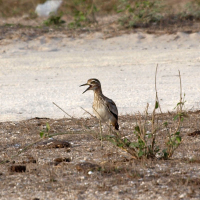 A Senegal Thick-knee apparently