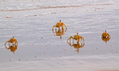 The crab army advances