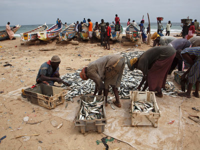 Distributing the fish