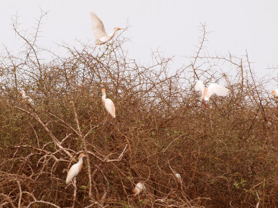 Egrets nesting