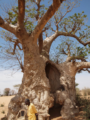 The baobab tree