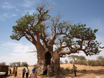 The old baobab