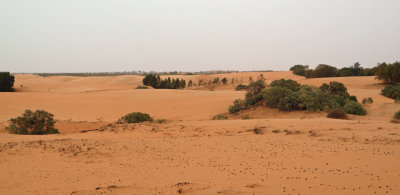 The vegetation holding out against the sand