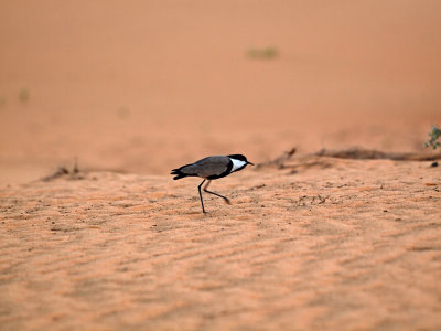 Plover in motion