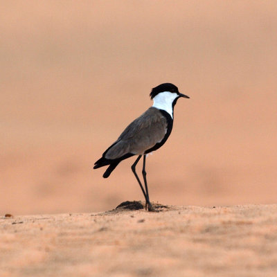 The stationary plover