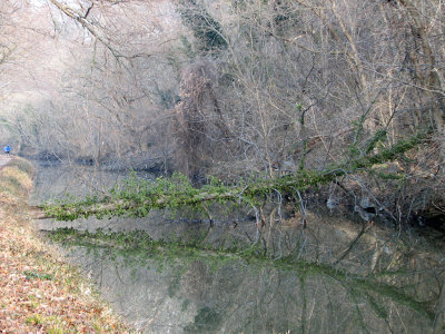 Green Reflection against the winter brown