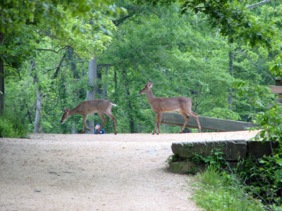 Deer crossing