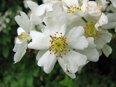 Rosa Multiflora closeup_1