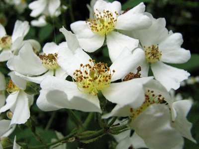 Rosa Multiflora closeup_2