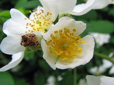Rosa Multiflora closeup_3