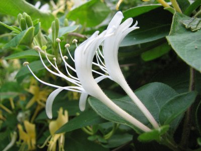 Honeysuckle_2