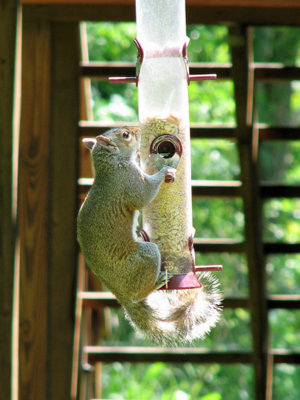 Squirrel attacks bird feeder