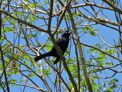 Blackbird up on the tree