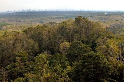 La Mesa Forest and city skyline