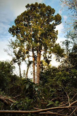 Huge tree