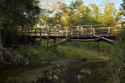 Forest bridge
