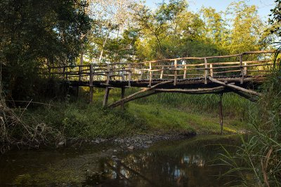 Forest bridge