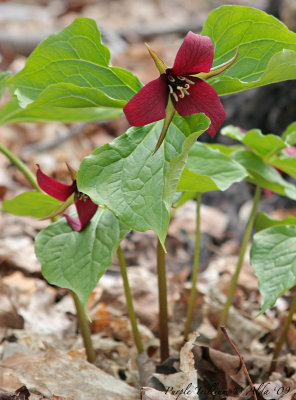 Purple Trillium