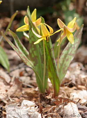 Trout Lily