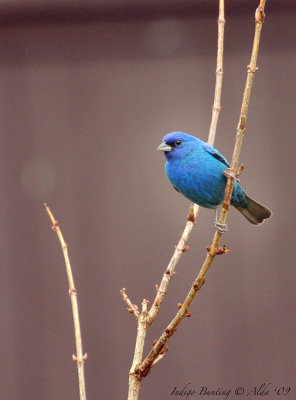 Indigo Bunting 09