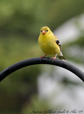 Goldfinch-female