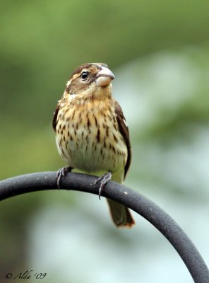 Evening Grosbeak female