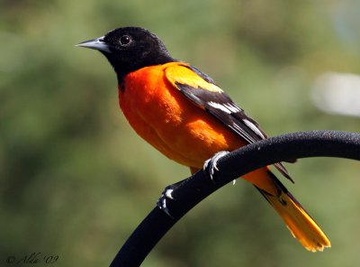 Oriole