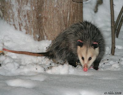Possum in Ontario