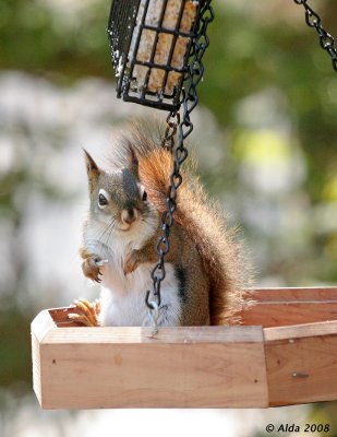 Red Squirrel Spring 1