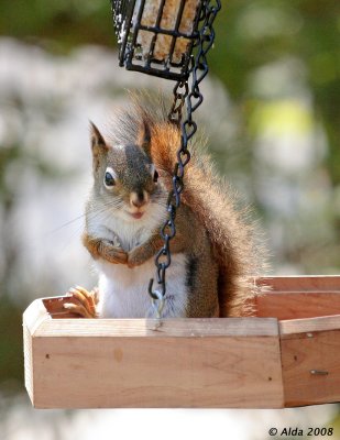 Red Squirrel Spring 2