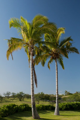 Backyard Palms