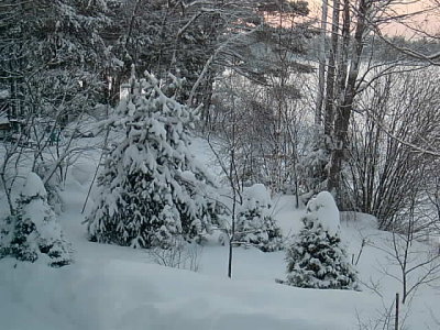 Trees in the yard after the 2 storms