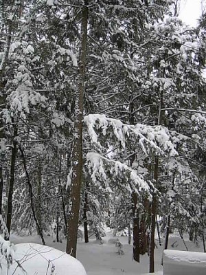 Hemlocks with the white stuff on them in the back yard