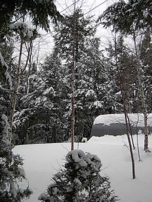 Just love the snow in the hemlocks