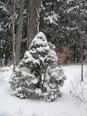 Just love the shape of this little hemlock. Ya my wife trims it.