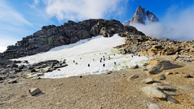 Adelie Penguins on Red Rock Ridge