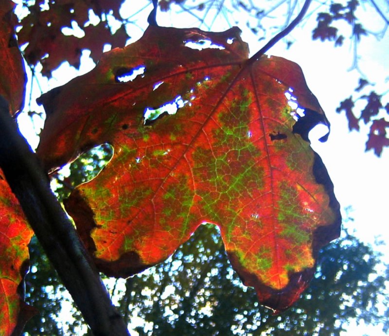 me leafy pal waves to you all :):):)